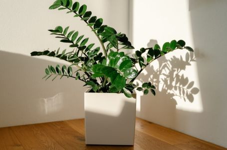 Zovu je biljkom sreće i novca: Ovo trebate uraditi sa zamijom kad joj listovi požute