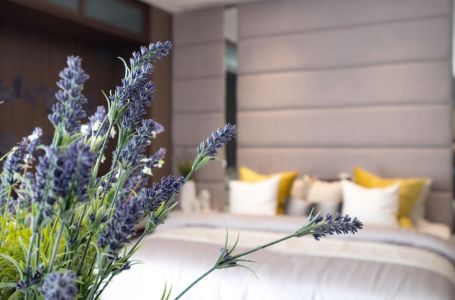 Prema Feng Šuiu ako stavite lavandu na ovo mjesto u kući sva negativna energija nestaje
