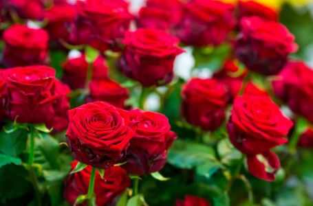 Obavezno ovaj prah pospite po ružama u februaru: Bujaće cijelo proljeće i ljeto