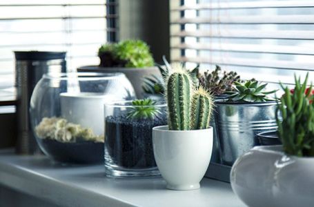 9 biljaka koje nije dobro imati unutar kuće: Narušavaju sreću i negativno utiču na raspoloženje