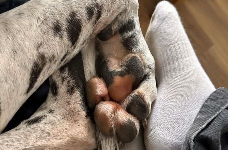 Žena je prije 5 godina dovela kući štene: Danas niko ne može da vjeruje da je to zaista pas