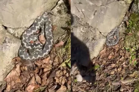 U gradu u BiH snimljena najopasnija zmija u Europi "Lovi iz zasjede, ne približavati se"