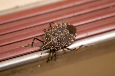 Smrdibube se užasno plaše jedne stvari: Samo stavite ovo kod ulaznih vrata i nestaće