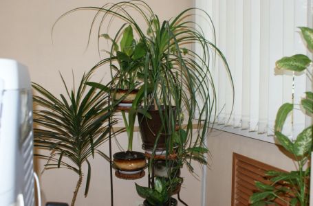 Kutak kuće koji je magnet za novac: Biljke postavite tamo!