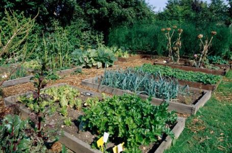 Ove 2 biljke čuvaju baštu od štetočina: Posadite ih jednu pored druge i nećete morati da prskate