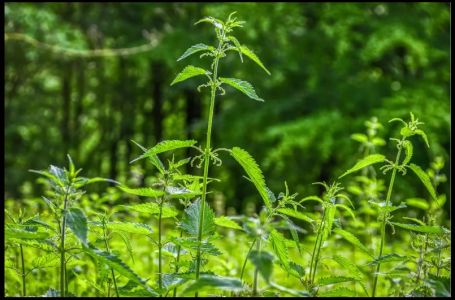 Napitak od jedne biljke resetuje zdravlje! Evo kako utiče na tijelo kada ga pijete svaki dan