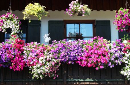 Raskošno cvijeće koje cvjeta mjesecima: Kupite ga sada, imaćete najljepšu terasu sve do jeseni!