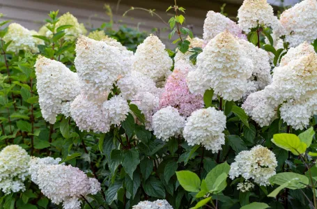 Primijeni „pravilo olovke“ prilikom rezidbe metličaste hortenzije: Bit će prepuna cvjetova