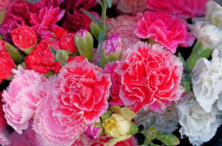 Ovaj cvijet se ne poklanja ženama za 8. mart, jer se smatra da donosi nesreću