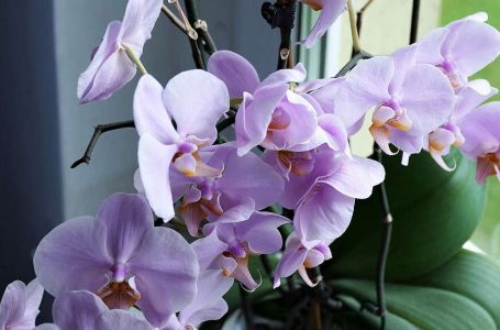 Spas za uvenule orhideje: Ovaj trik vraća im snagu i cvjetove