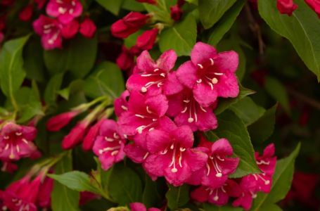 Ovo je najljepše cvijeće koje možete imati u dvorištu: Posadite jednom i uvijek iznova bujno cvjeta