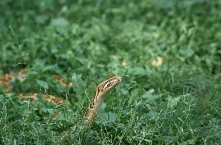 Stavite ovo u dvorište i gledajte kako zmije bježe: Biljka koja će ih sigurno otjerati!