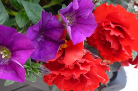 Nikako ne sadite ovo cvijeće u martu: Propada za 14 dana, a prodavci vam to prećutkuju