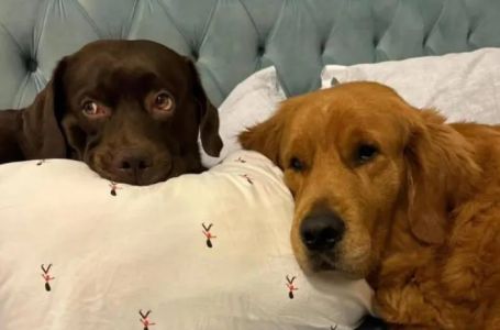 Hiljade kućnih ljubimaca napuštene u Dubaiju dok stranci bježe zbog rata s Iranom