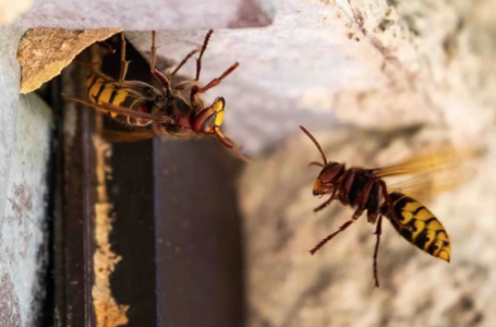 Evo šta znači ako pronađete osinjak u blizini vašeg doma