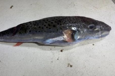 Opasna riba ulovljena u Jadranu: Može biti smrtonosna