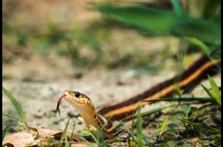 Posadite ove biljke u dvorište na proljeće, cijele godine nećete vidjeti zmiju!