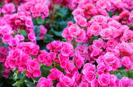 Cvijeće koje tjera svađu, a privlači sreću: Sve bake su ga gajile zbog toga