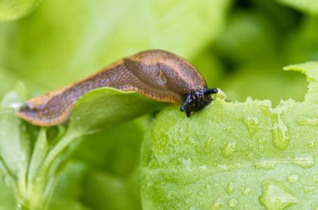 Posadite 1 cvijet u baštu i puževi će nestati: Baštovani otkrivaju kako se riješiti štetočina