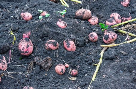 Posadite mladi krompir u martu i u junu ćete dobiti proizvod koji će vas hraniti do zime