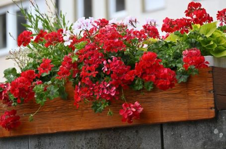 7 grešaka zbog kojih ne uspijevaju muškatle