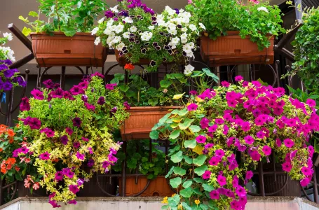 Proljetne temperature znaju biti varljive: Evo kada je vrijeme da iznesete cvijeće na balkon