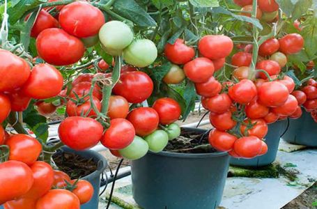 Nije do sorte, nego do načina sadnje: Ovako posađen paradajz daje krupan rod i ne oboljeva