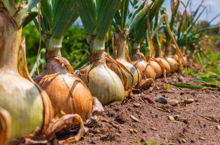 Kineska metoda sađenja luka: Bujaće kao iz vode, a glavice će biti krupne i čvrste