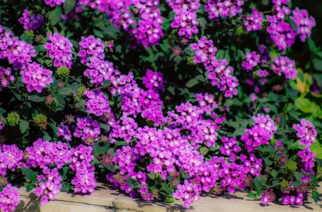 Kraljica vrtova: Miriše poput parfema i cvjeta do jeseni