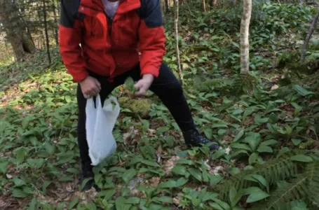 Izuzetno vrijedan: Ova biljka je svugdje prisutna po našim šumama, vani ga plaćaju i do 12 eura