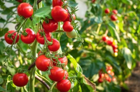 Paradajz će rađati duplo više! Pored njega posadite ovu biljku, štiti ga od štetočina