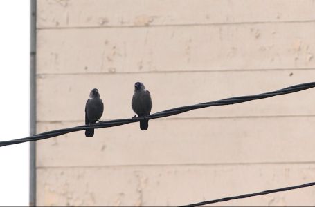 Hobi koji štiti mozak od starenja: Nauka otkrila iznenađujuće moćan efekat