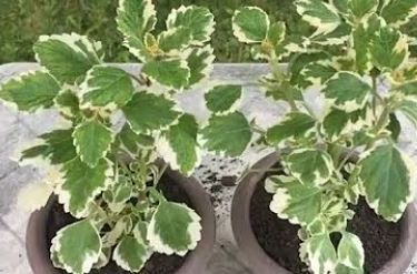 Najotpornija biljka, tjera komarce, a cijelo dvorište na nju miriše: Cvijet koji svaka kuća treba