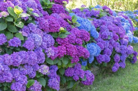 Iskusni cvjećar savjetuje kako da hortenzije zadrže boju: Sve što vam treba su kockice leda