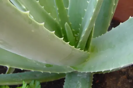 Ova biljka briše ožiljke i strije kao rukom: Koža postaje glatka i podmlađena