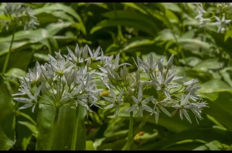 Čisti krv i obara pritisak, a raste svuda oko nas: Ovo je najvažnija biljka koju možete jesti sada