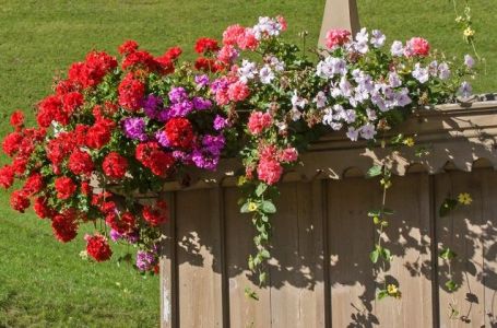 Samo kap ove tečnosti dovoljna je da muškatle bujno cvjetaju: Biće velikei guste do mraza