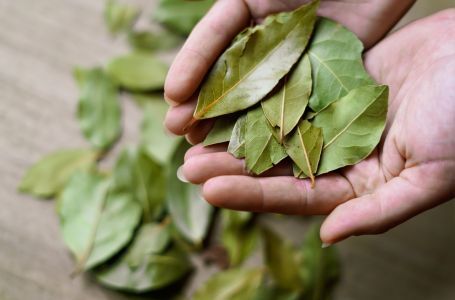 Ruskinje se kunu u ovaj trik: Stavljaju lovorov list u šećer, a kad saznate zašto - i vi ćete!