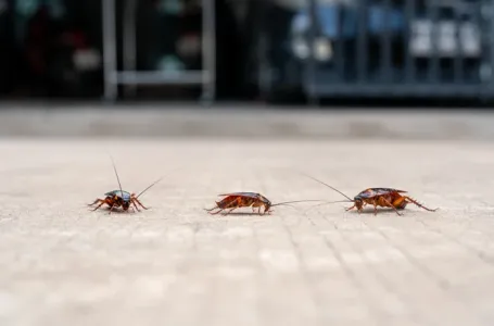 Riješite se bubašvaba bez hemije: Jednostavan trik djeluje brže od skupih proizvoda