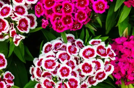 Svaka terasa u Jugoslaviji imala je ovaj cvijet: Idealan je za početnike i prelijepo izgleda!