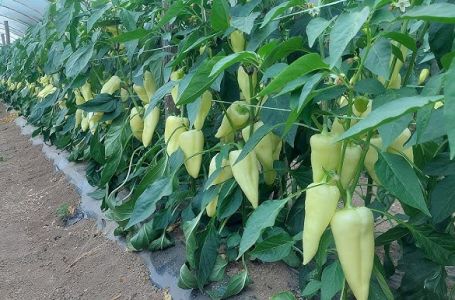 Najbolji rastvor za zalivanje mladih paprika: Rađaju kao lude, ovo je najbolja domaća prihrana