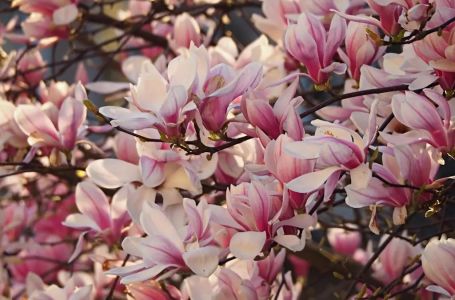 Kraljica proljeća osvaja dvorišta: Posadite je u aprilu i cvjetaće kao nikad prije