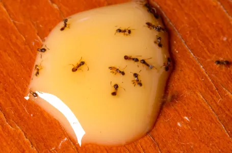 U aprilu su faraonski (žuti) mravi pojačali aktivnost: Kako ih se riješiti?