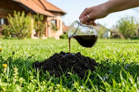 Krtice bježe od OVOGA: Jednu stvar stavite u rupu i travnjak je spašen!