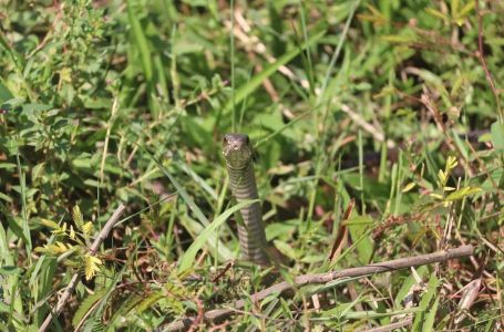 Ovo zmije ne podnose: Samo pospite ovo i odlaze glavom bez obzira