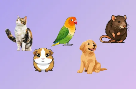 Psihotest: Da možete izabrati samo jednog ljubimca, koji bi to bio? Evo šta to govori o vama