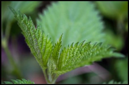 Raste kao korov, a najzdravija je biljka, posebno dok je mlada: Napitak od nje jača srce i imunitet