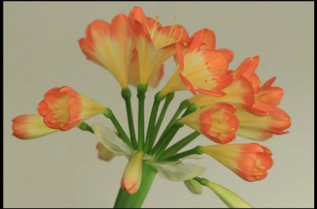 Stavite novčić u saksiju kad sadite ovu biljku, kad procvjeta višestruko privlači blagostanje