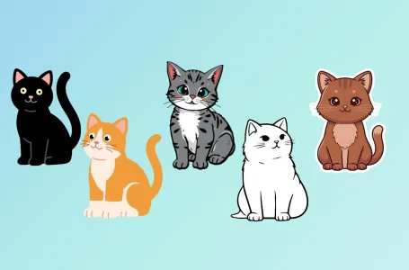 Test ličnosti: Kojeg mačka biraš? Odgovor će otkriti šta drugi vole kod tebe