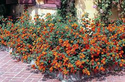 Ovo cvijeće uspijeva na najvećoj vrućini: Raste kao ludo i ne traži puno vode